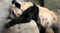 中国专家已见到大熊猫丫丫 具体回国日期未定