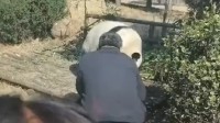 男子私闯熊猫园逗引大熊猫 被警察带走