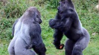 动物园大猩猩被拍到直立行走 网友：这不是人扮的？