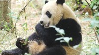 大熊猫宝新已去世 官方回应：死因正在调查
