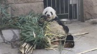 大熊猫被鸟薅毛淡定干饭 网友：任你薅我不动如山