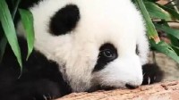 大熊猫幼崽啃食游客掉落口罩 网友呼吁：文明游园