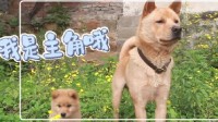 中国翻拍《忠犬八公》新特辑：参演的流浪狗子们重获新生