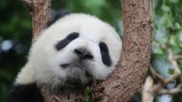 网传青海现野生大熊猫 专家：绝对不可能！
