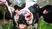 英国计划给奶牛喂甲烷抑制剂：减少打嗝 放屁的污染