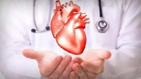 德国培育出与人类胚胎心脏相似的“微型心脏” 直径仅0.5毫米
