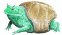 插画师还原UMA未确认生物体：这真不是河童和妙蛙？