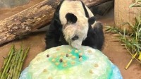 丫丫将由中美团队共同照料至月底 动物园举办告别派对