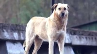 切尔诺贝利的狗出现异常进化 辐射导致DNA不同