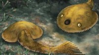 世界首个完整九尾狐甲鱼化石被发现 长相奇特且怪异