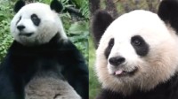 法国续租大熊猫欢欢和圆仔 圆梦或于近期回国