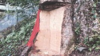 2600岁“古楠木王”被盗割 11人获刑承担29万元修复费