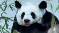 旅泰大熊猫林惠突然死亡 前一天曾被拍到鼻部出血