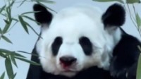 旅泰大熊猫林惠不幸去世 泰国将为其赔付1500万泰铢