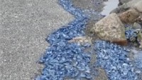 日本海岸4月以来出现大量有毒水母：被蛰或致休克