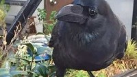 “乌鸦刺身”在日本引发争议 官方紧急呼吁不要生吃