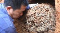 浙江一大坝挖出生长十几年白蚁后 估计超百万只白蚁