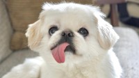舌头超长的京巴犬让日本饲主迷惑 嘴里藏卷尺？