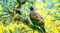 四川瓦屋山首次发现猛禽之王金雕 自然界顶级掠食者