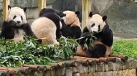 大熊猫“暴躁一打三”逗乐网友：你打你的 我吃我的