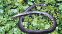 海寧發現稀有動物“兩頭蛇”：經常倒爬 極具迷惑性