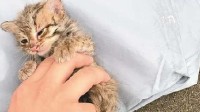 深圳男子暴雨天救助“流浪猫” 真身竟是野生豹猫