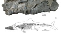巨型鱼龙化石现身喜马拉雅 2亿多年前的巨无霸