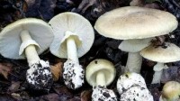 国内90%以上的毒蘑菇致死事件祸首 终于有解药了