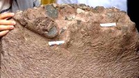 福建上杭首次发现恐龙蛋化石：蛋窝完整 含蛋6枚