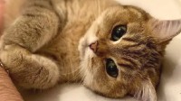 网友分享“可爱到融化”的猫猫 大眼萌猫盯人