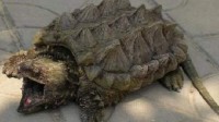 重庆寺庙放生池现巨型怪龟：重达50斤 外来入侵物种