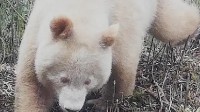 全球唯一白色大熊猫已经成年：影像首公开