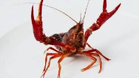 打击外来物种！日本将禁止出售或放生小龙虾