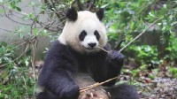 成都大熊猫园润遭男子泼水 网友呼吁列入“黑名单”