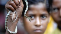 印度学生午餐中现20厘米死蛇 多人进餐后呕吐昏迷