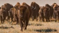 美国人把野牛奉为国兽还猎杀 曾杀6000万头差点灭绝