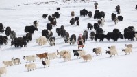 喜马拉雅冰川或在本世纪末消融80% 影响亚洲20亿人