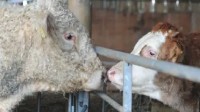 爱尔兰为减排拟宰杀20万头牛 消化食物产生大量甲烷