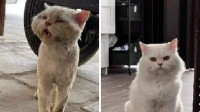 网友总结流浪猫收养前后对比照：爱能改变一个生命