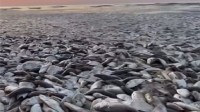 泰国美国两地大量鱼类死亡 专家称跟海洋异常升温有关