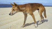 澳大利亚野狗海滩袭击游客被安乐死 或携狂犬病毒
