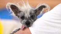 世界最丑狗狗比赛：七岁中国冠毛犬丑成冠军！