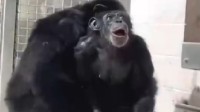 美国一实验用黑猩猩被关28年后重获自由 仰望天空表情惊讶