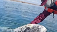靠着一手好“托尼”技术 美国男子成了鲸鱼的朋友