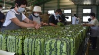 日本开售方形西瓜：不能食用只能观赏 每个卖500元