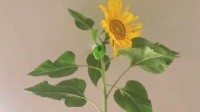 女子花盆里种出2.5米高向日葵 网友：不愧是山东的