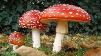 云南划野生菌中毒高中低风险区 网友:不是采摘攻略!