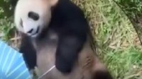大熊猫捡到游客的伞还撑开了 国宝：今天的笋咬不动
