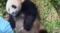 大熊猫捡到游客的伞还撑开了 国宝：今天的笋咬不动
