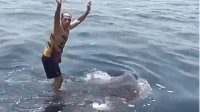 伊朗男子海中骑乘鲸鲨 个性最温和的鲨鱼